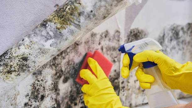 Professional Mold Inspection, Removal & Remediation in Village Of The Branch, NY